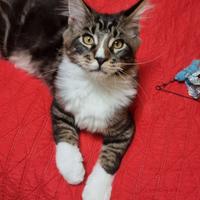 Maine coon con pedigree