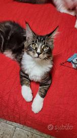 Maine coon con pedigree