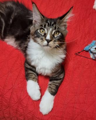 Maine coon con pedigree