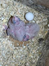 Calopsite da imbecco