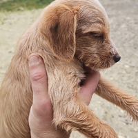 Cucciolo coker breton per tartufi