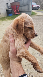 Cucciolo coker breton per tartufi