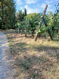 Terreno delizioso con vigneto contornato da bosco