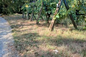 Terreno delizioso con vigneto contornato da bosco
