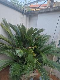 Piante varie 