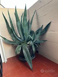 Agave