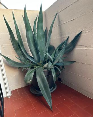 Agave