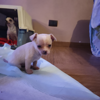 Chihuahua cucciolo