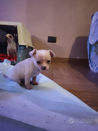 Chihuahua cucciolo