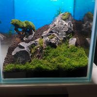 Mini acquario