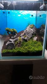 Mini acquario