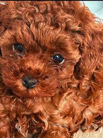 Cuccioli barboncino toy Pedigree Enci e mini toy