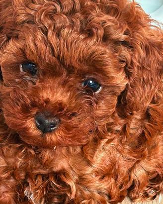 Cuccioli barboncino toy Pedigree Enci e mini toy