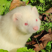 Cuccioli di Furetto