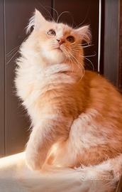 Gatto Siberiano