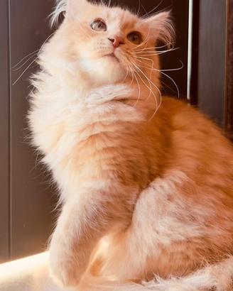 Gatto Siberiano