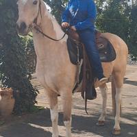 Cavalla paint per principianti