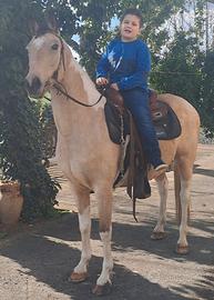 Cavalla paint per principianti