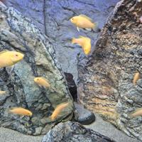 10 Labidocromis careus in R,e,g,a,l,o