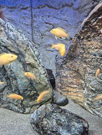 10 Labidocromis careus in R,e,g,a,l,o