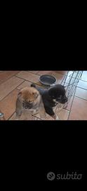 Cuccioli shiba inu