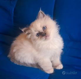 Splendida cucciola Sacro di Birmania blue point