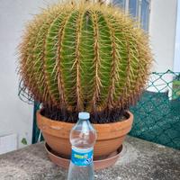 CACTUS  CUSCINO DELLA SUOCERA 