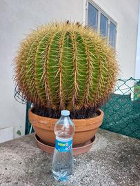 CACTUS  CUSCINO DELLA SUOCERA 