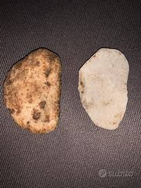 Fossili invertebrati