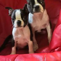 Cuccioli boston terrier