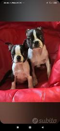 Cuccioli boston terrier