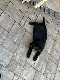Labrador