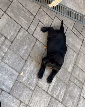 Labrador