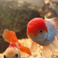 Coppia riproduttiva Oranda testa di leone