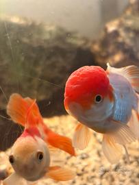 Coppia riproduttiva Oranda testa di leone