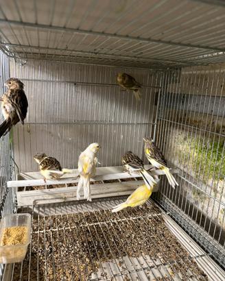 Canarini