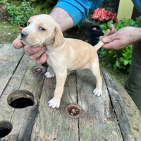Cani cuccioli segugio maremmano