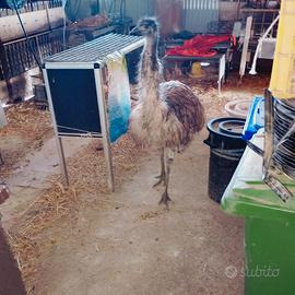 Emù femmina 16 mesi