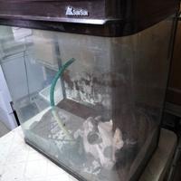 Acquario 