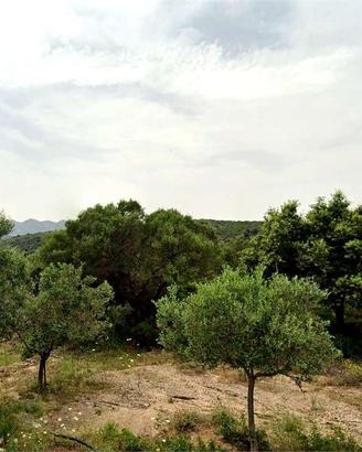 Terreno Agricolo - Loc. Suidatu Olbia