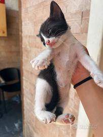 Gattina