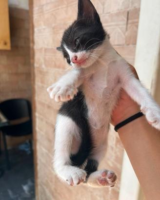 Gattina