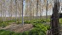 terreno-agricolo-piantumato-a-pioppeto