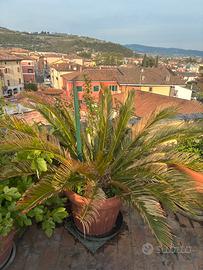 Vaso terracotta con palma