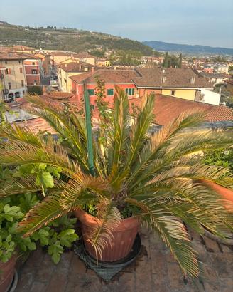 Vaso terracotta con palma