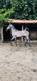 Cavalla araba