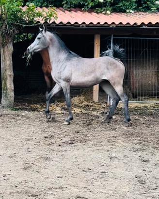 Cavalla araba