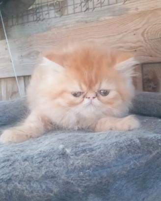 Cucciolo maschietto di persino rosso
