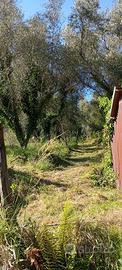 terreno agricolo per coltivazioni/animali/fotov