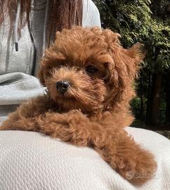 BARBONCINO TOY CUCCIOLI RED - BARBONCINI puppy